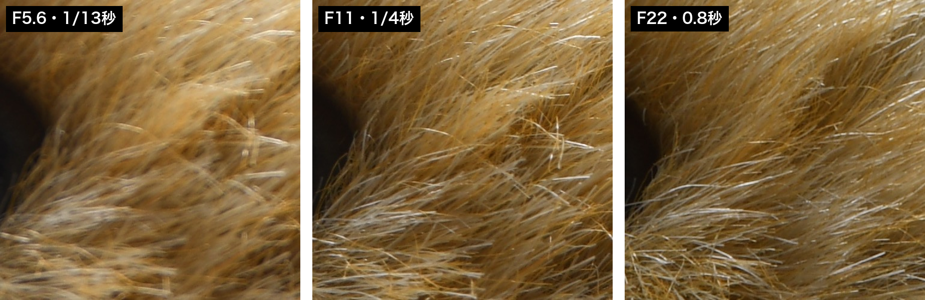 うさぎの頬の毛を等倍で切り出した3枚。F5.6だけ毛の輪郭が甘い