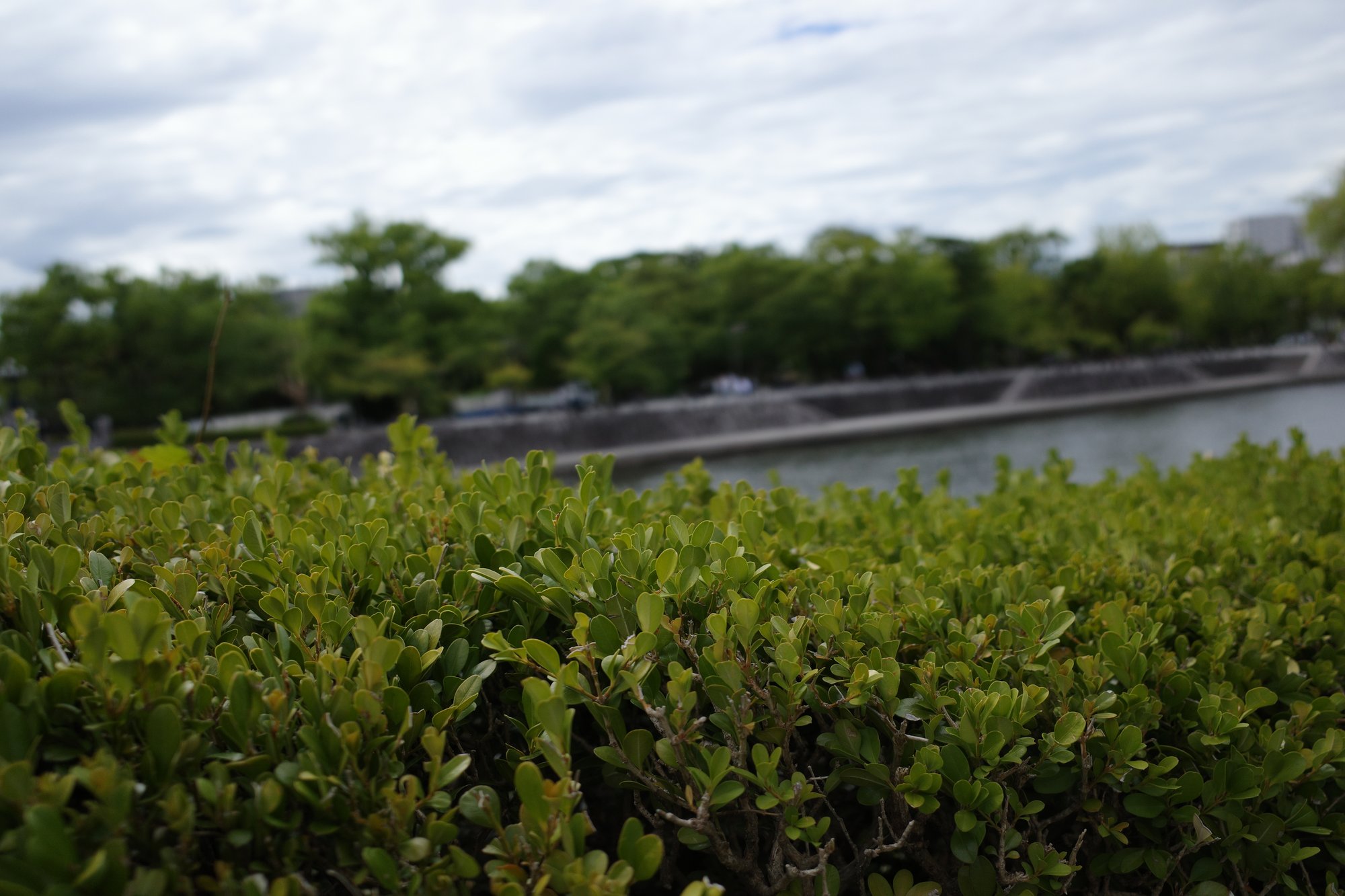 GR IIIの作例。F2.8で手前50cmの植え込みにピントを合わせ、対岸の木がボケている
