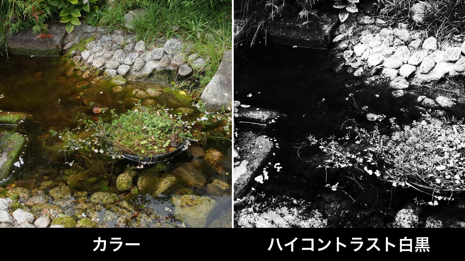 RICOH GR（初代）で同じ池をカラーとハイコントラスト白黒で撮り比べた2枚