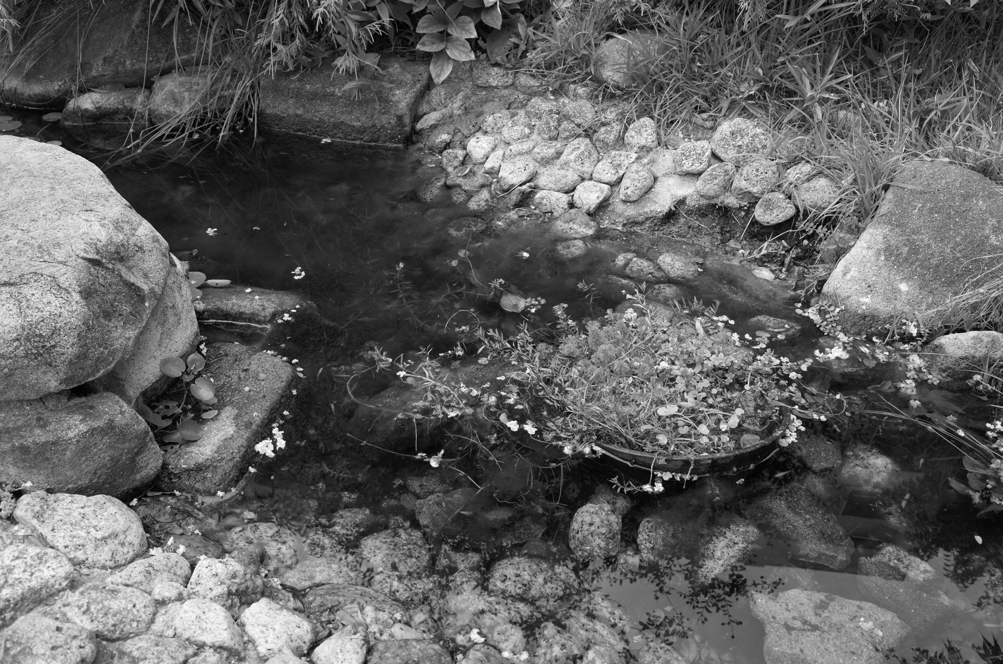 RICOH GR（初代）の白黒の作例。同じ池の鉢が灰色の濃淡で写り、水面ごしの底の石はまだ見える