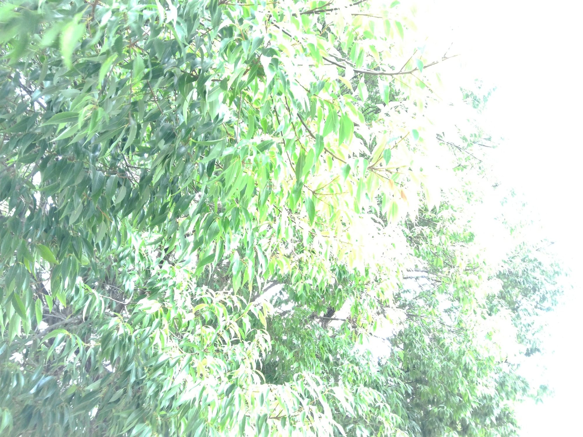 Kodak PIXPRO C1で撮った葉（露出補正+2で右側が真っ白になった失敗カット）