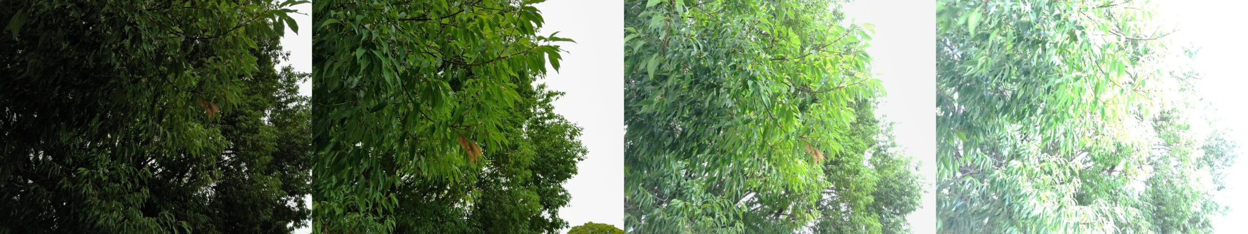 曇り空を背にした葉を露出補正−2、0、+1、+2で撮った4枚の比較