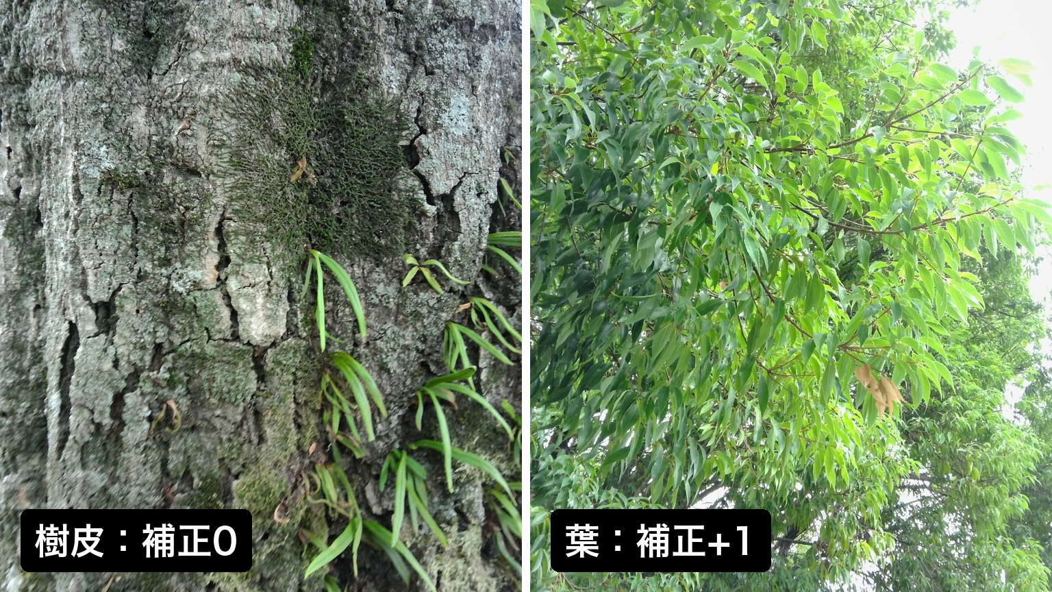 樹皮は露出補正0、曇り空を背にした葉は補正+1で撮ったKodak PIXPRO C1の作例