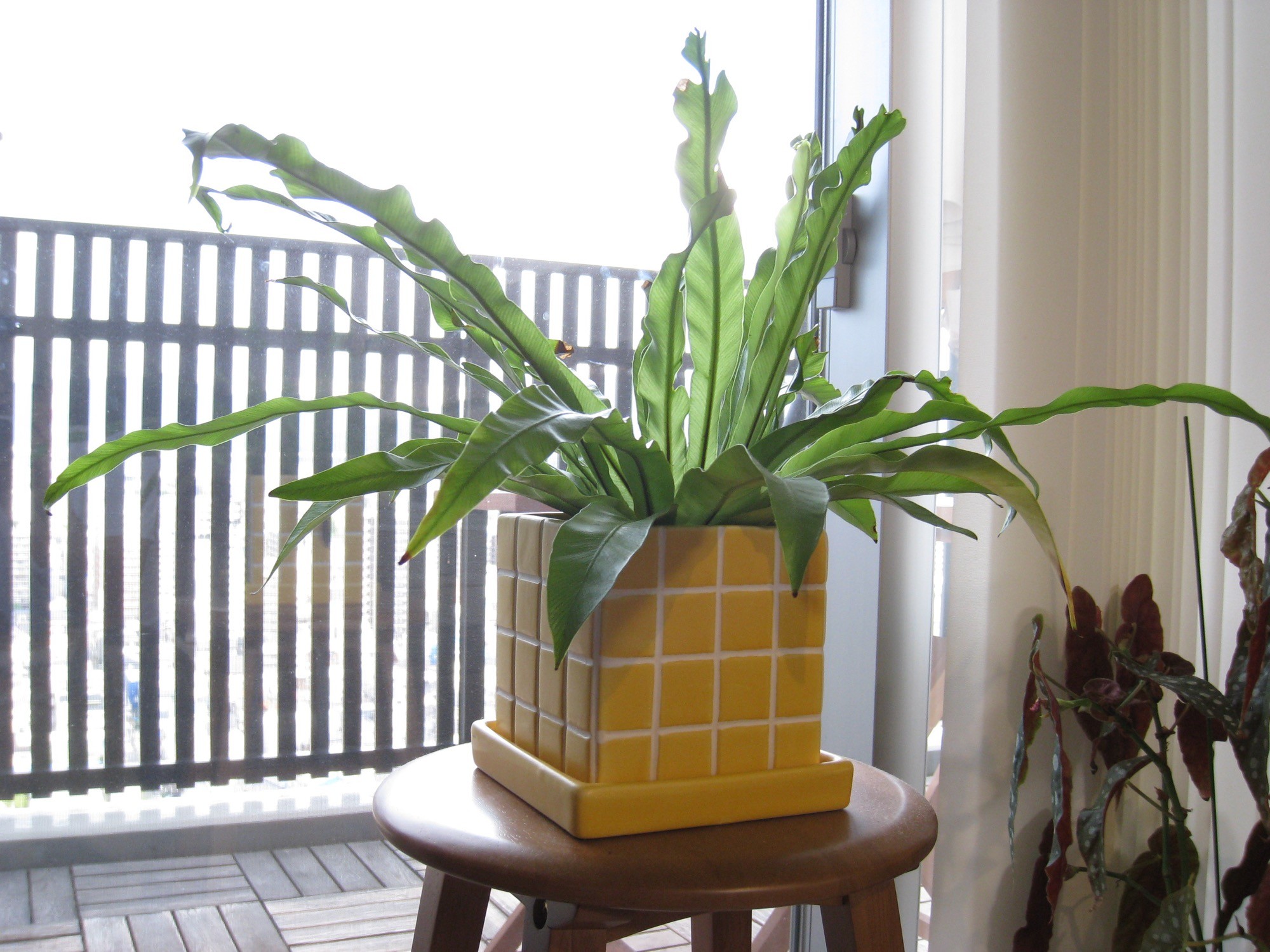 逆光の窓際で撮った鉢植えの葉。露出補正+1で葉の色と質感がはっきり出ている