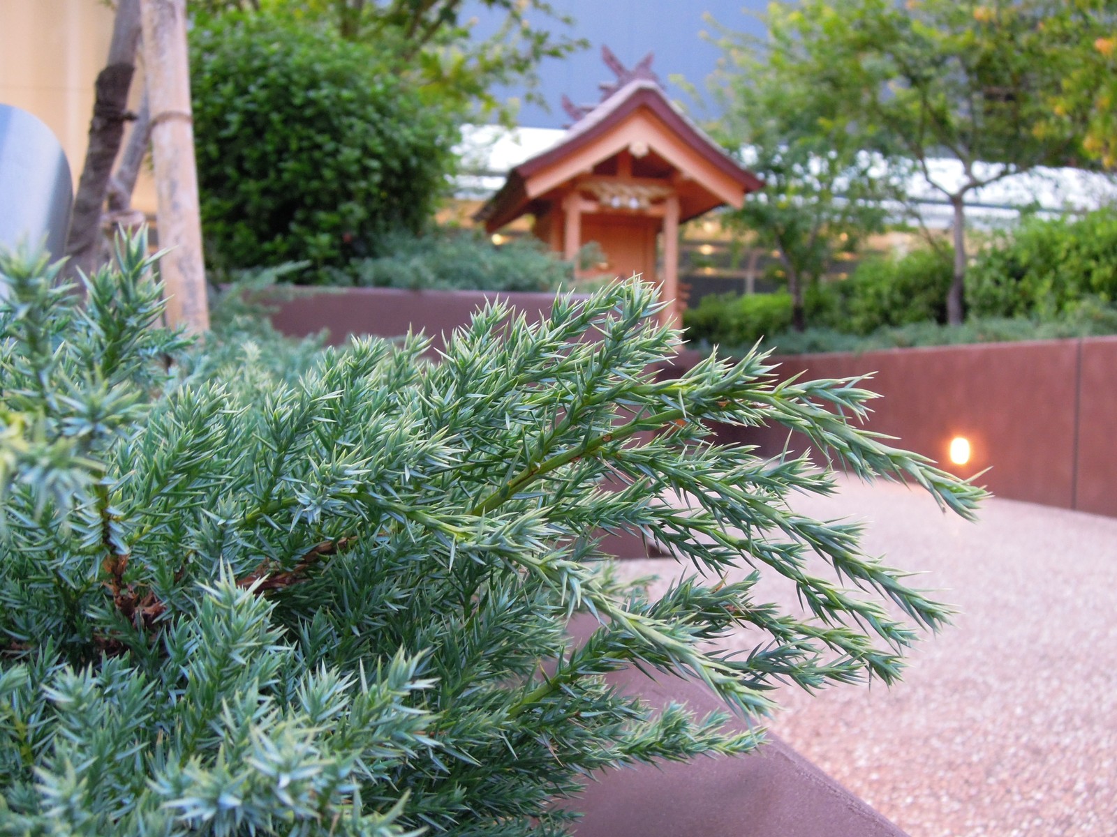 手前の針葉樹の枝にピントが合い、奥の小さな神社がボケて写った1枚