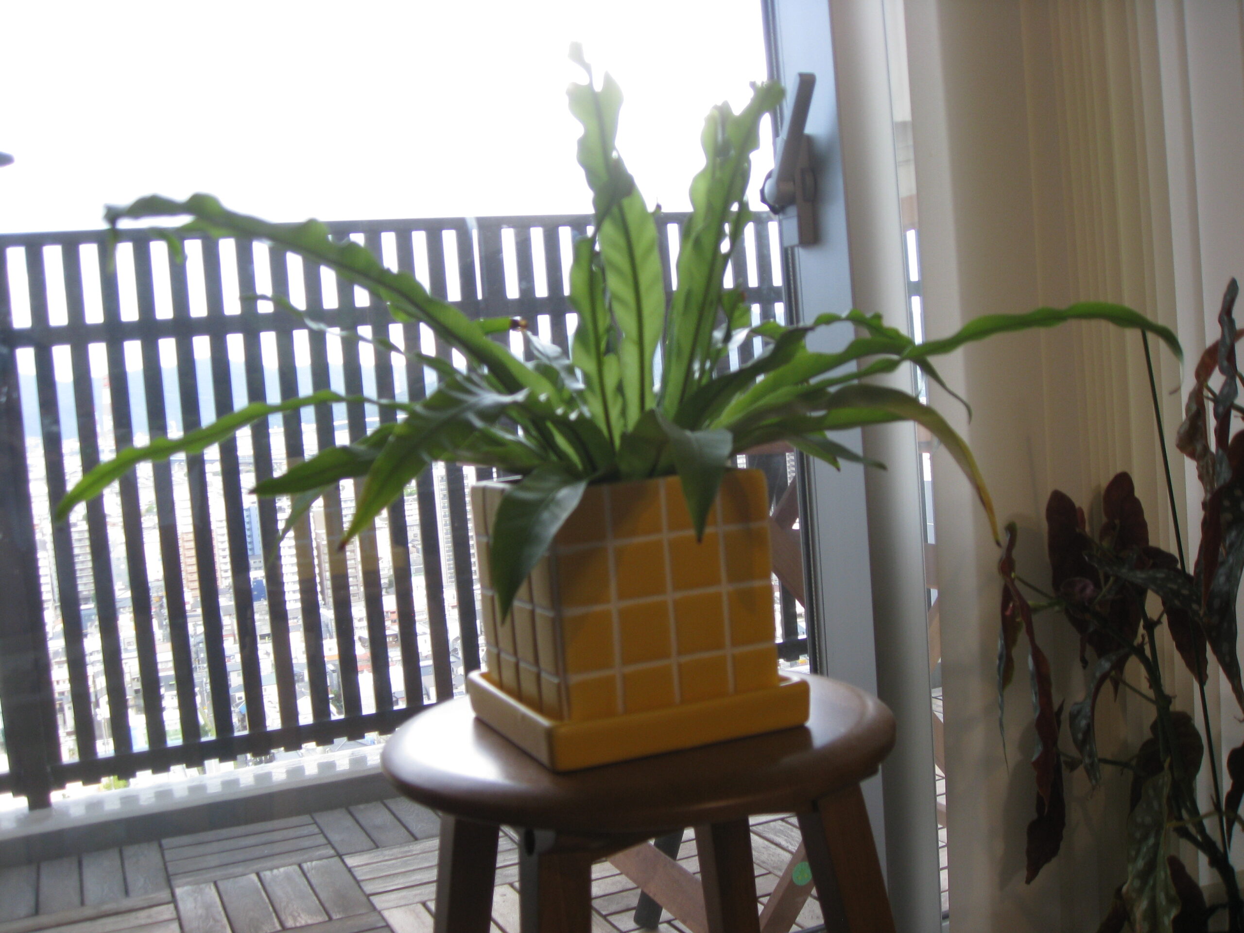 IXY DIGITAL 810 ISで窓際の観葉植物を撮った作例。露出補正0、葉の輪郭がぼんやりしている