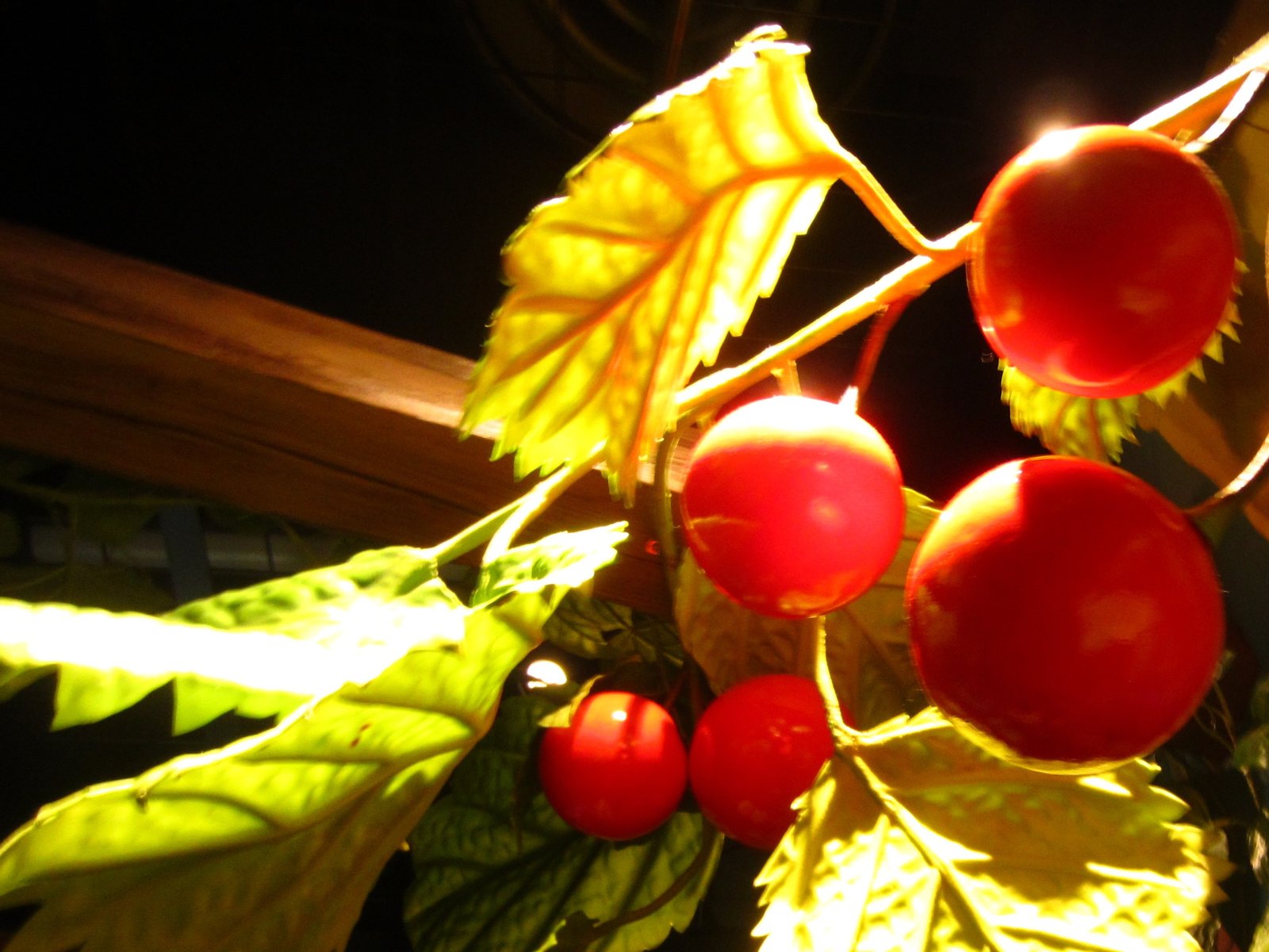 暗い背景の前に下がった赤い実と、照明で黄色っぽく光る葉を、新緑／紅葉モードで撮った写真