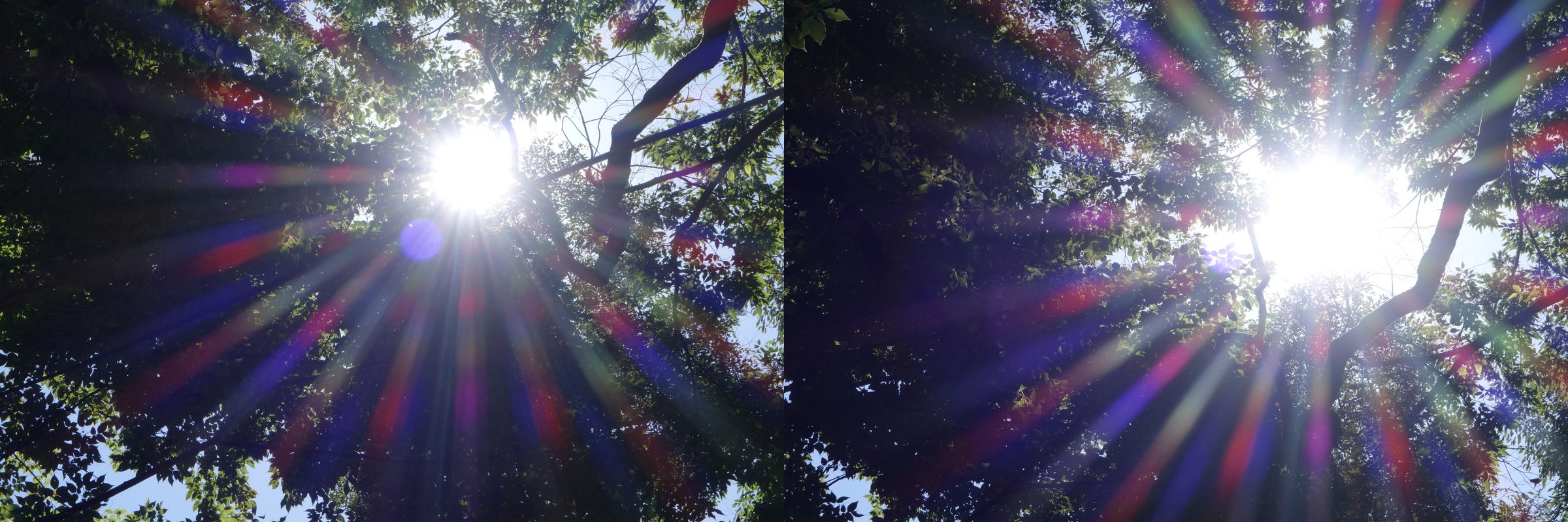 木立を見上げた逆光の太陽。左は小さくまとまった太陽、右は白く広がった太陽