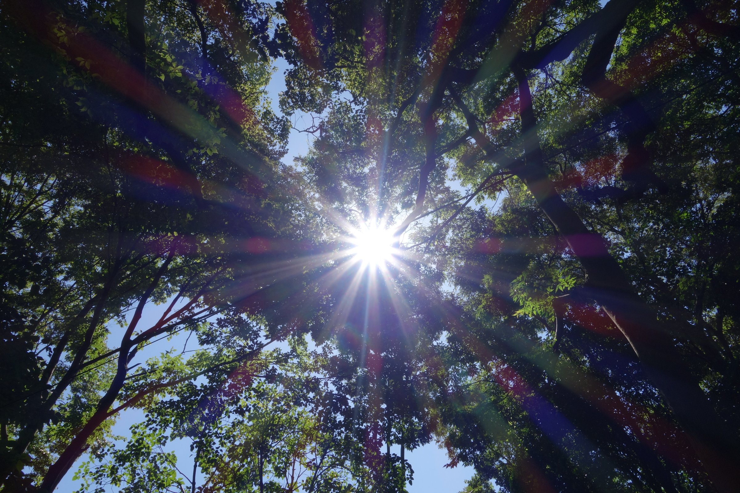 木立を見上げた写真。画面の中央に、小さな白い太陽と、四方に伸びる光の筋