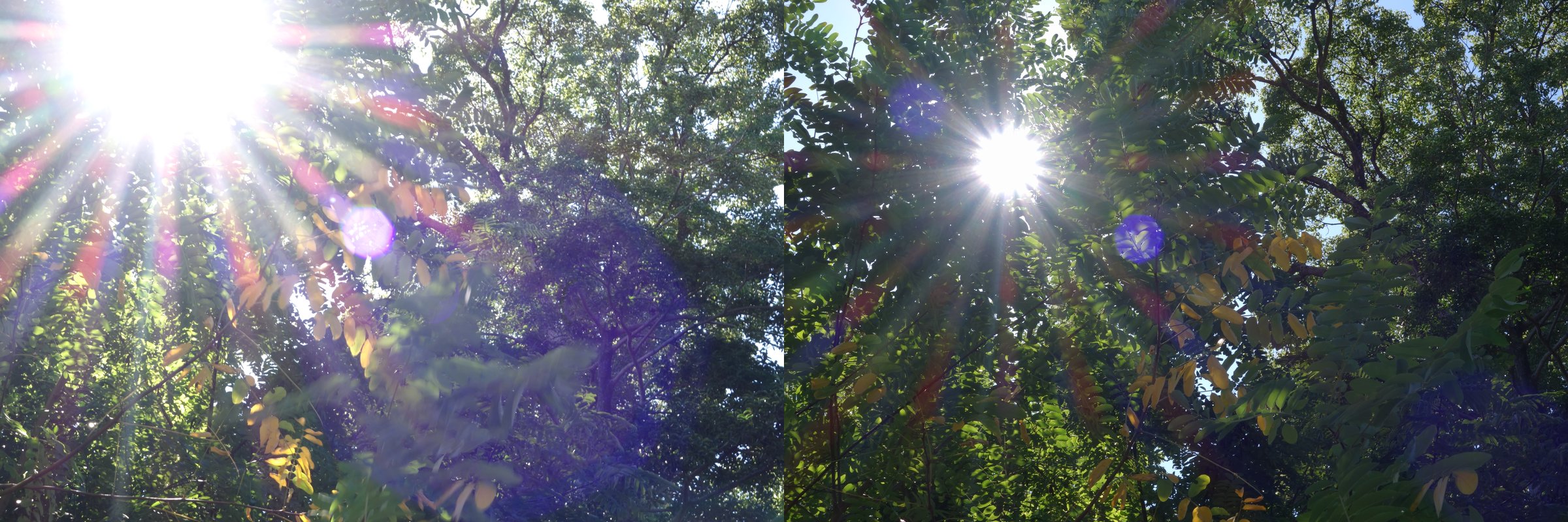 黄色くなりかけた葉がまじる木を見上げた逆光の写真。左は太陽のまわりが大きく白く広がり、右は太陽が小さくまとまっている