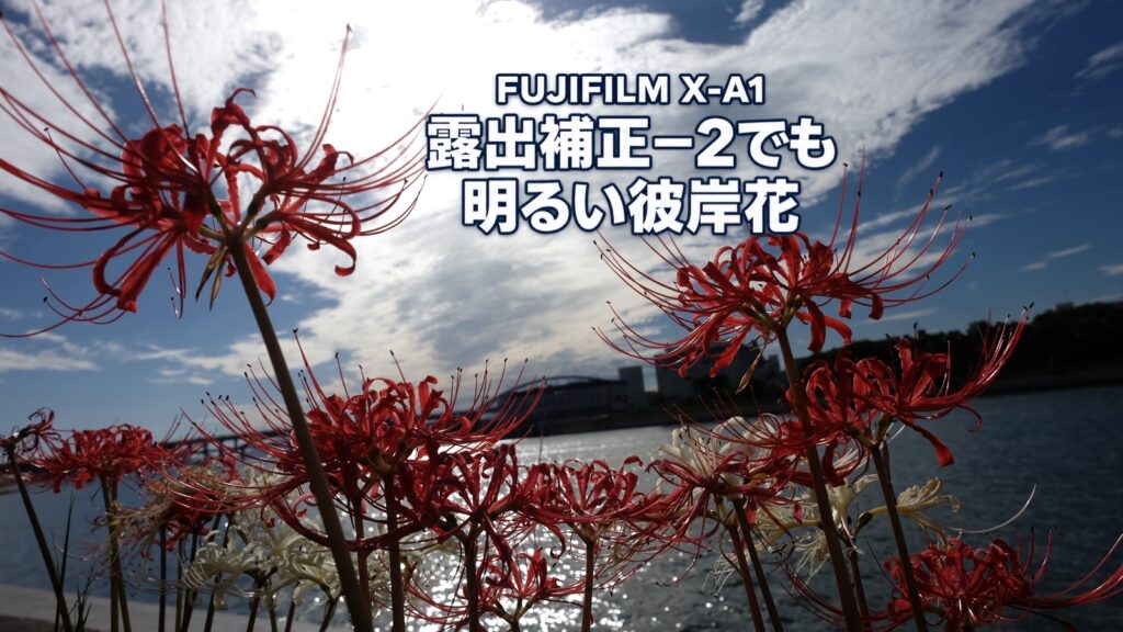 FUJIFILM X-A1で撮った河川敷の彼岸花に「FUJIFILM X-A1」「露出補正−2でも明るい彼岸花」を重ねたアイキャッチ