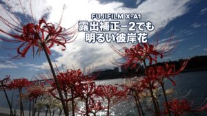 FUJIFILM X-A1で撮った河川敷の彼岸花に「FUJIFILM X-A1」「露出補正−2でも明るい彼岸花」を重ねたアイキャッチ